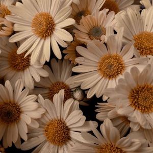 Meet your Posher, Meral